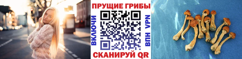 Псилоцибиновые грибы MAGIC MUSHROOMS Семикаракорск